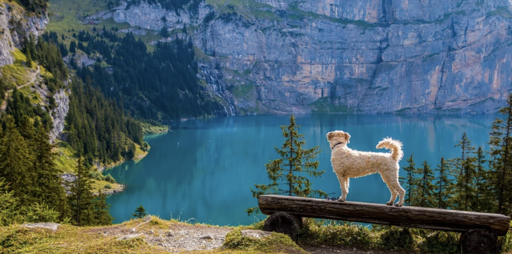 Top 7 Summer Safety Tips for Dogs 1