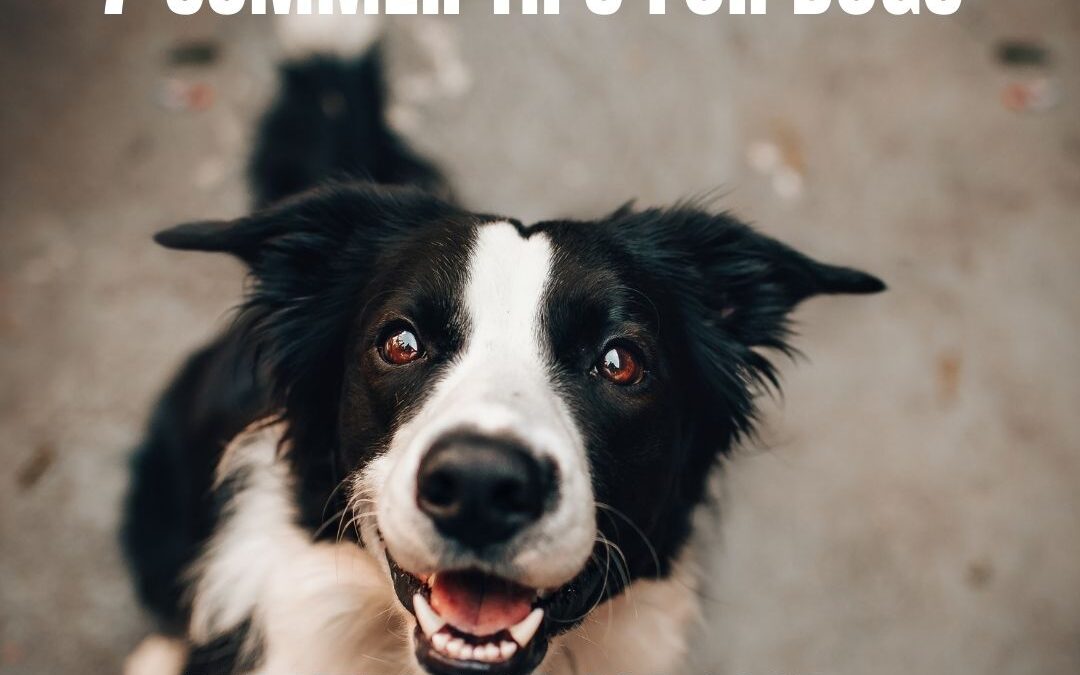 Top 7 Summer Safety Tips for Dogs