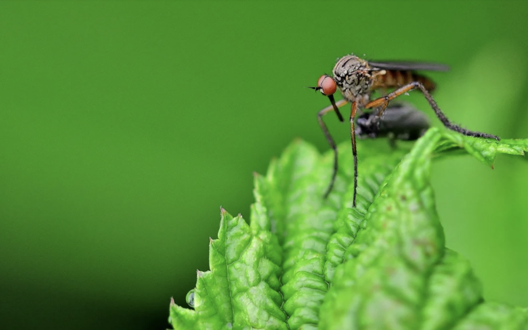 How to Make Mosquito Bites Itching Stop?