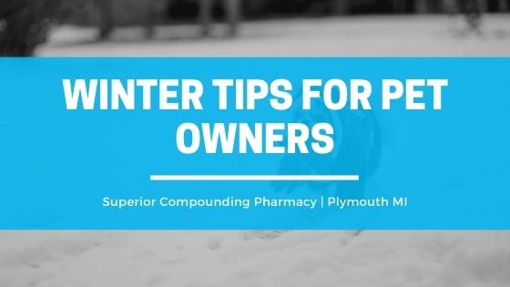 Winter tips for dog owners